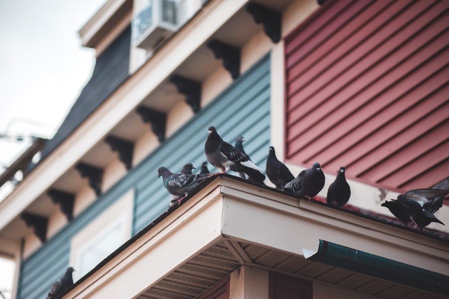 Pigeons on a building roofline, the kind of problem EnviroEx bird proofing prevents